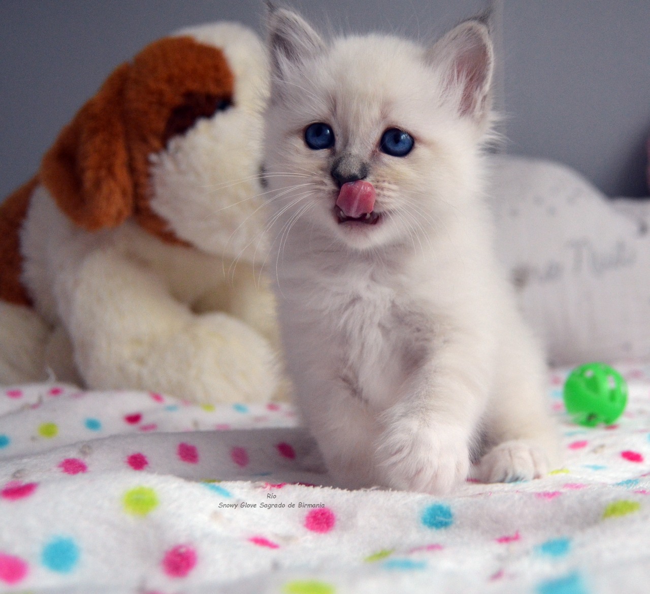 gatitos, especialistas en gatos, birmanos, sagrado de birmania, snowy glove